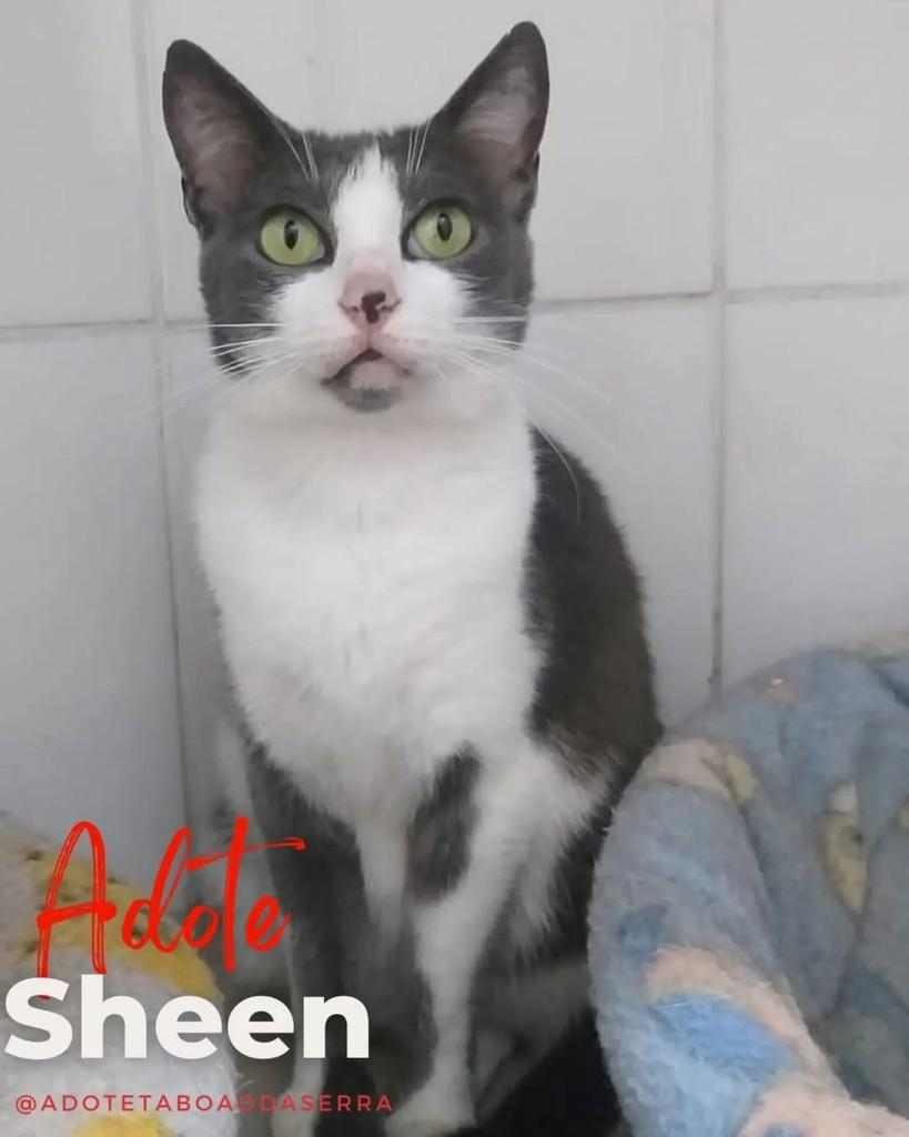 Sheen, gata para adoção em Taboão da Serra - SP