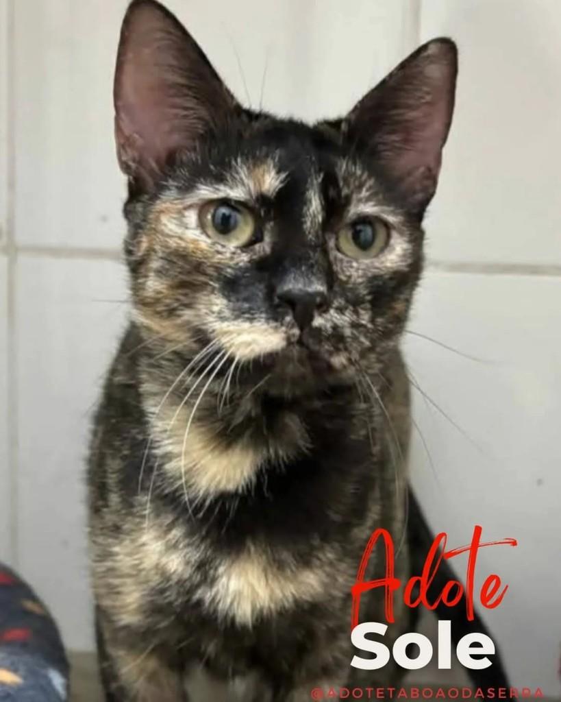 Sole, gata de porte pequeno para adoção em Taboão da Serra - SP