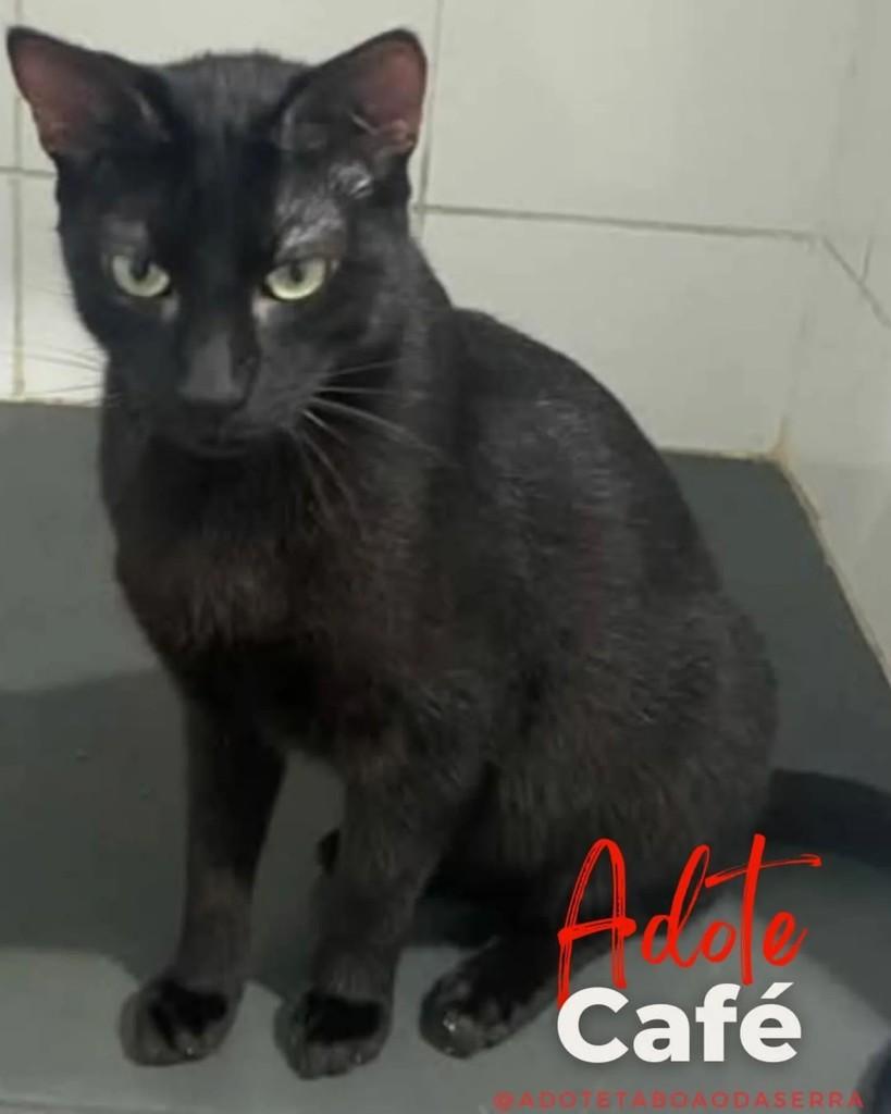 Café, gato de porte pequeno para adoção em Taboão da Serra - SP