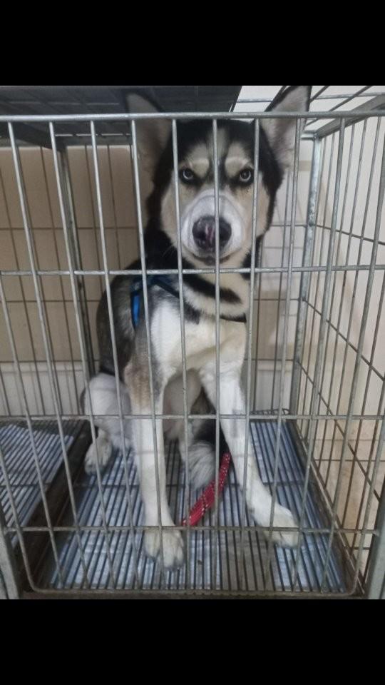 Baldo, cachorro de porte médio para adoção em Taboão da Serra - SP