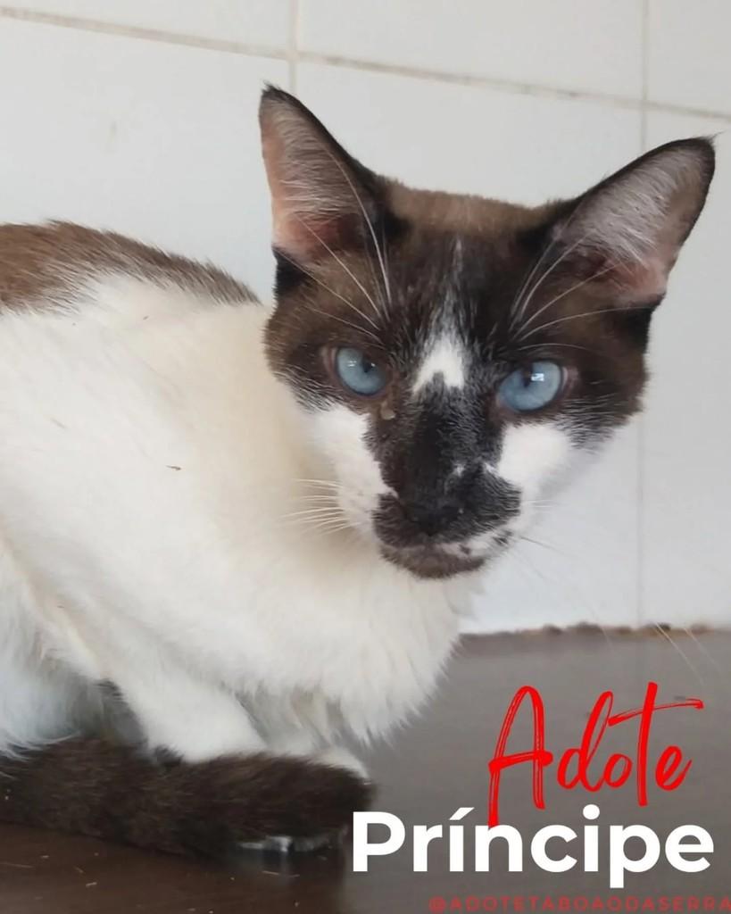 Príncipe, gato de porte médio para adoção em Taboão da Serra - SP