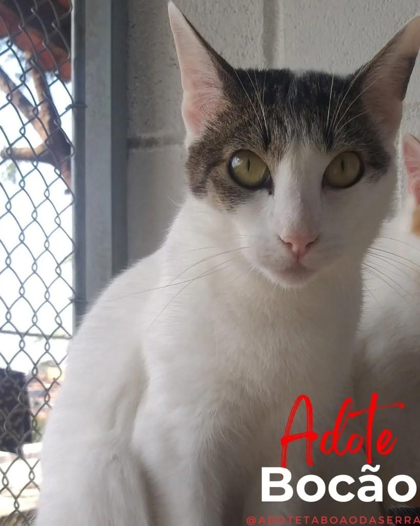 Bocão, gato para adoção em Taboão da Serra - SP