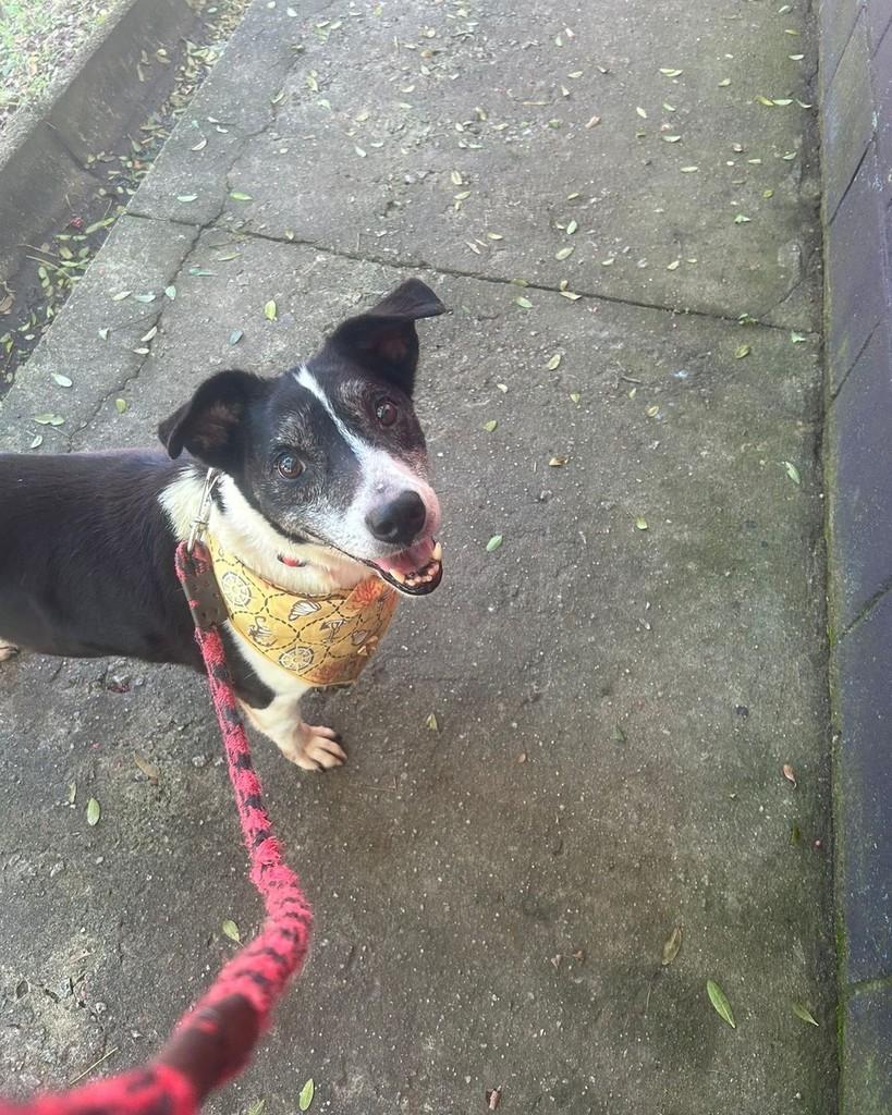 Toddy, cachorro de porte médio para adoção em Taboão da Serra - SP