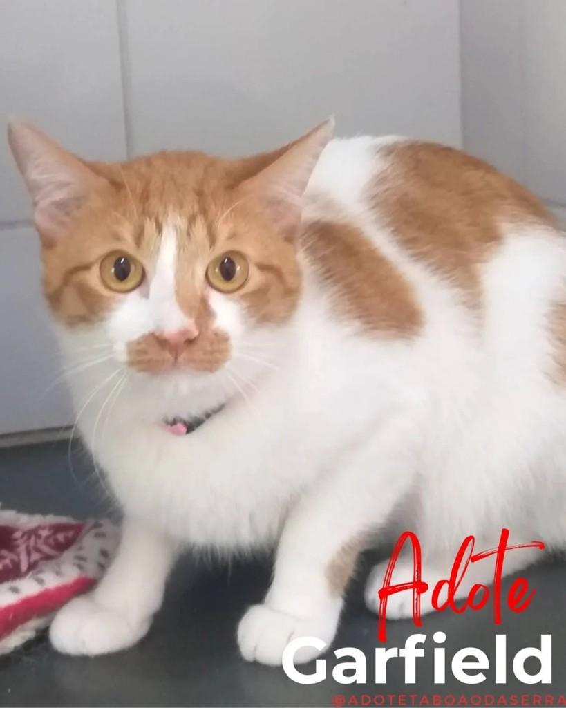 Garfield, gato de porte médio para adoção em Taboão da Serra - SP