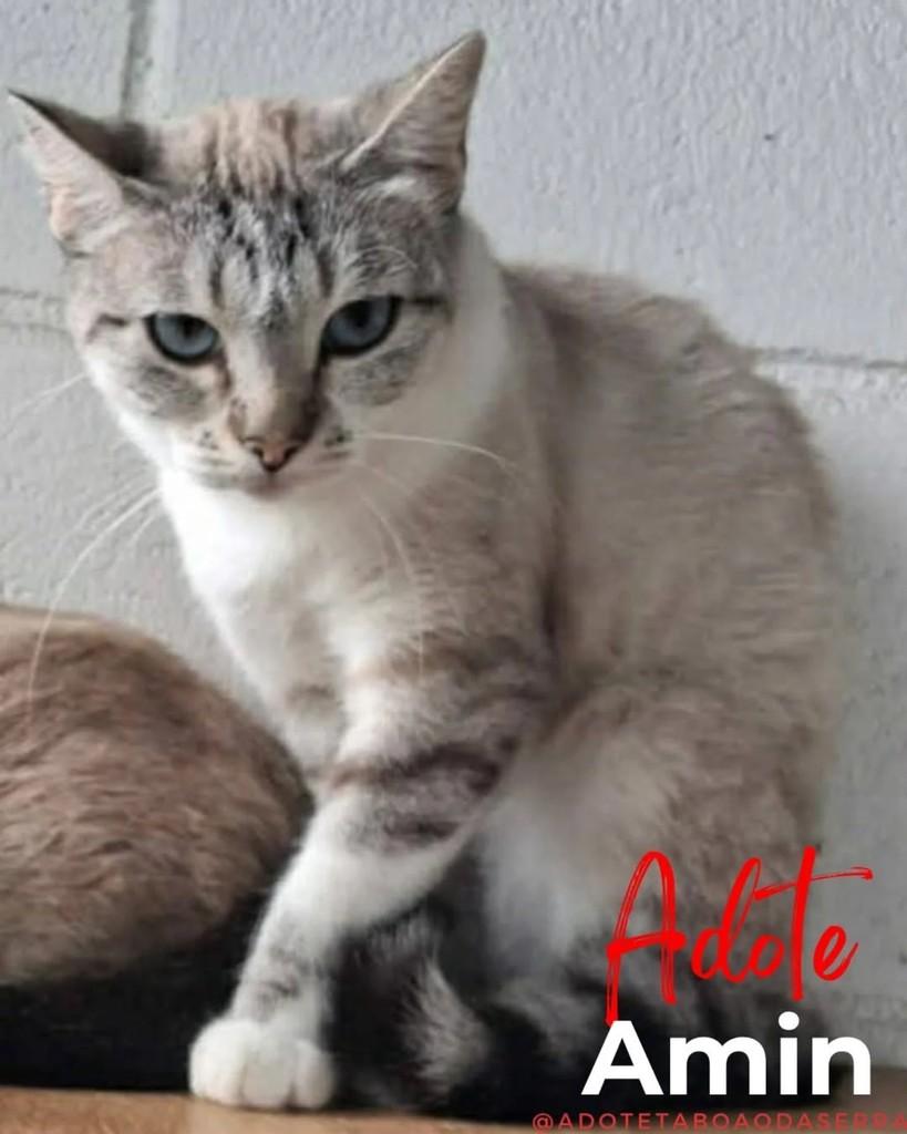 Amin, gata de porte médio para adoção em Taboão da Serra - SP