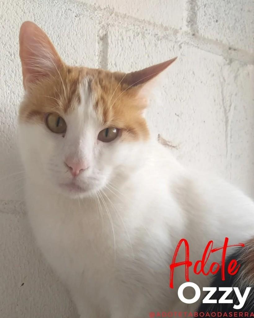 Ozzy, gato de porte médio para adoção em Taboão da Serra - SP