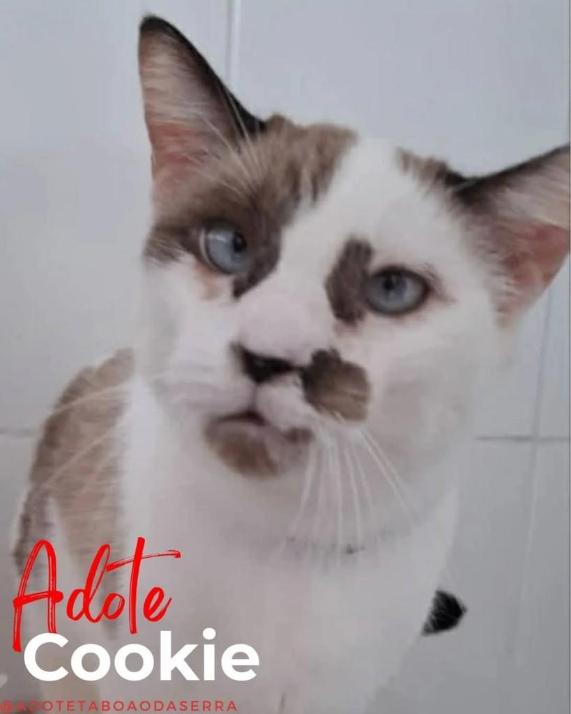 Cookie, gato para adoção em Taboão da Serra - SP