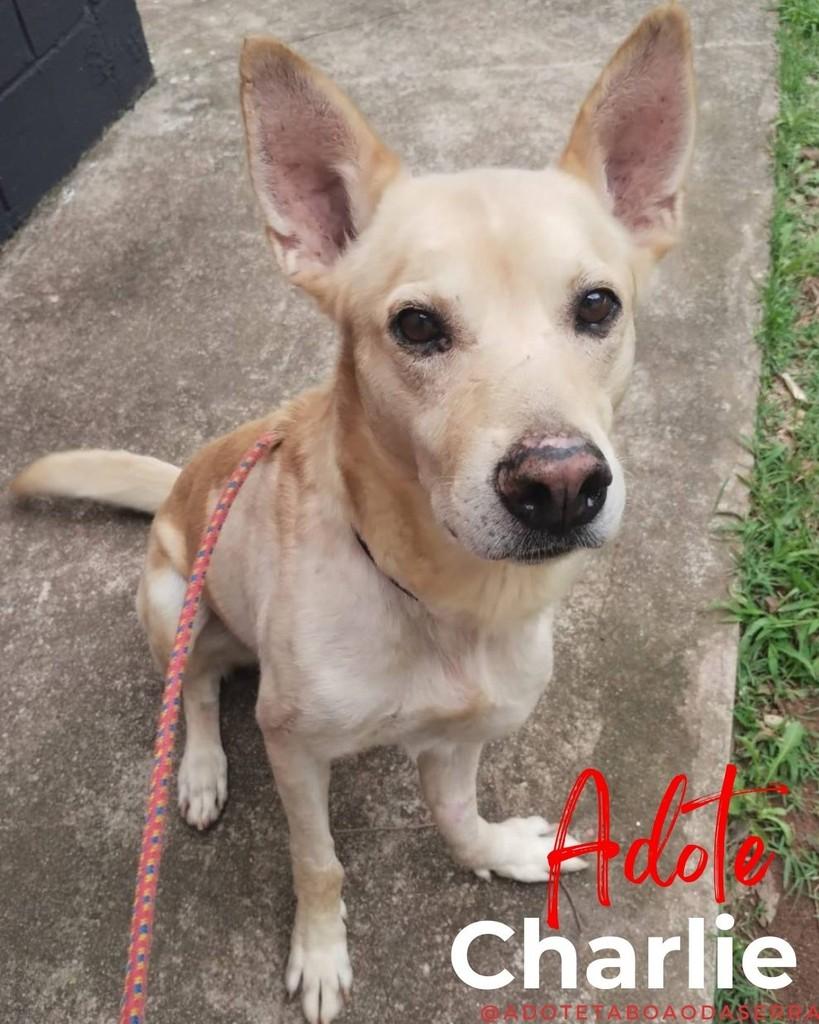 Charlie, cachorro de porte médio para adoção em Taboão da Serra - SP