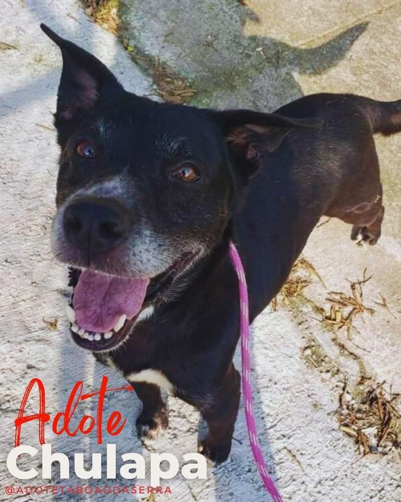 Chulapa, cachorro de porte médio para adoção em Taboão da Serra - SP