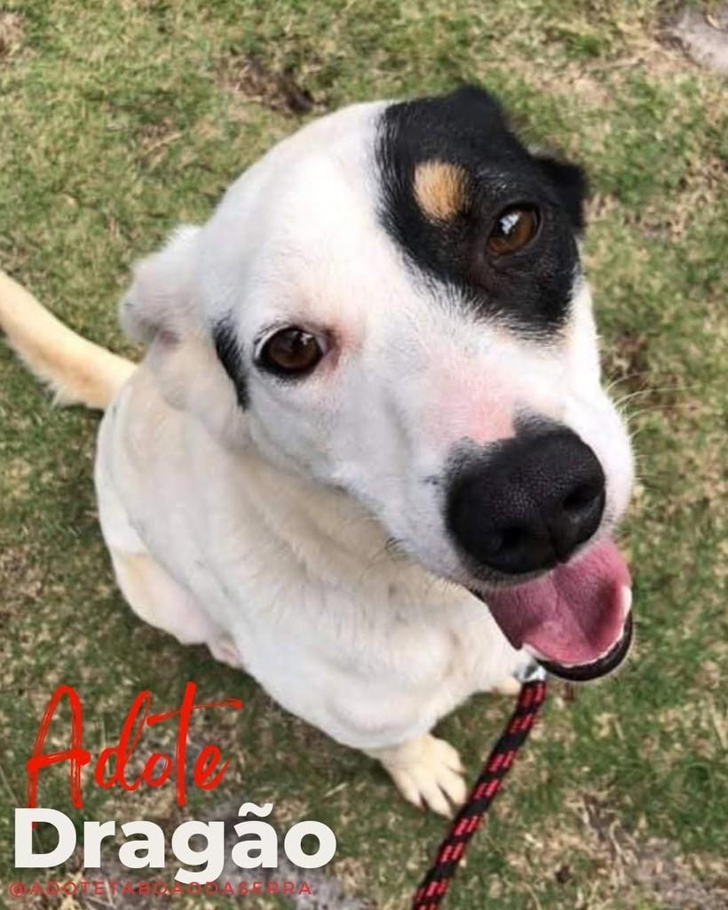 Dragão, cachorro de porte médio para adoção em Taboão da Serra - SP