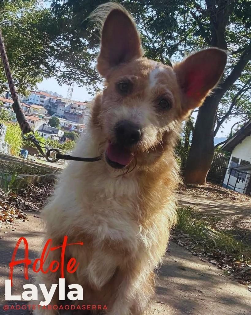 Layla, cadela de porte médio para adoção em Taboão da Serra - SP
