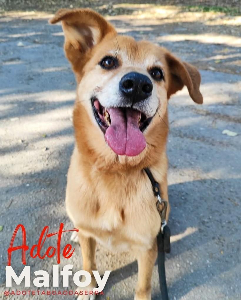 Malfoy, cachorro de porte médio para adoção em Taboão da Serra - SP