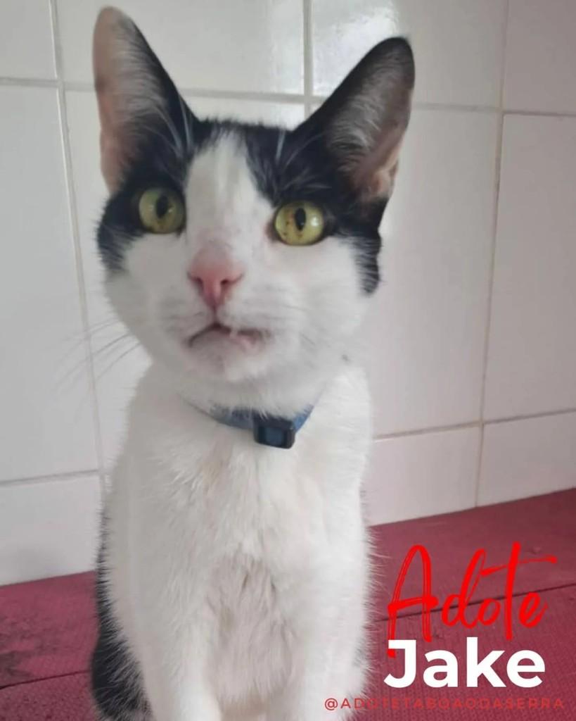 Jake, gato de porte pequeno para adoção em Taboão da Serra - SP