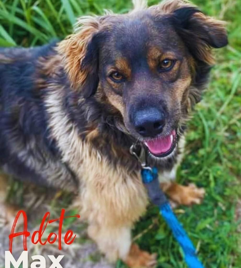 Max, cachorro de porte médio para adoção em Taboão da Serra - SP
