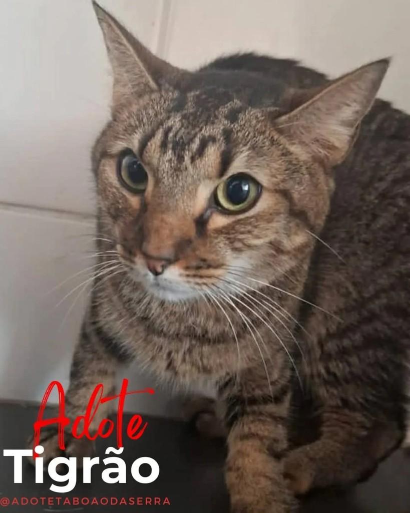 Tigrão, gato de porte médio para adoção em Taboão da Serra - SP