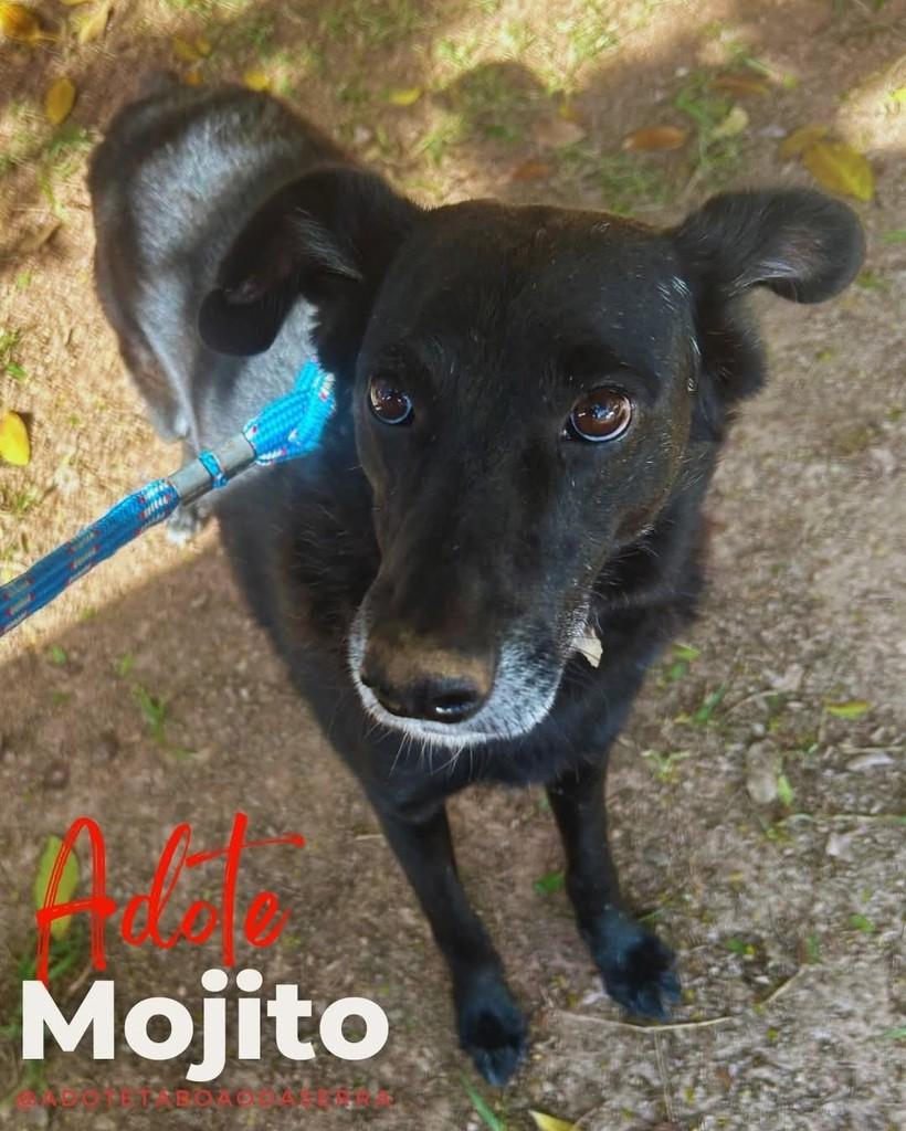 Mojito, cachorro de porte médio para adoção em Taboão da Serra - SP