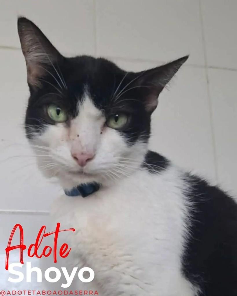 Shoyo, gato para adoção em Taboão da Serra - SP
