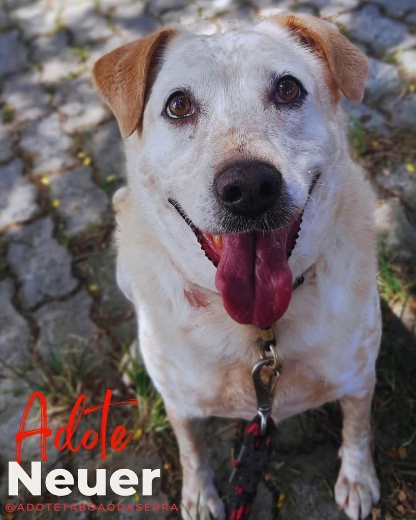 Neuer, cachorro de porte médio para adoção em Taboão da Serra - SP