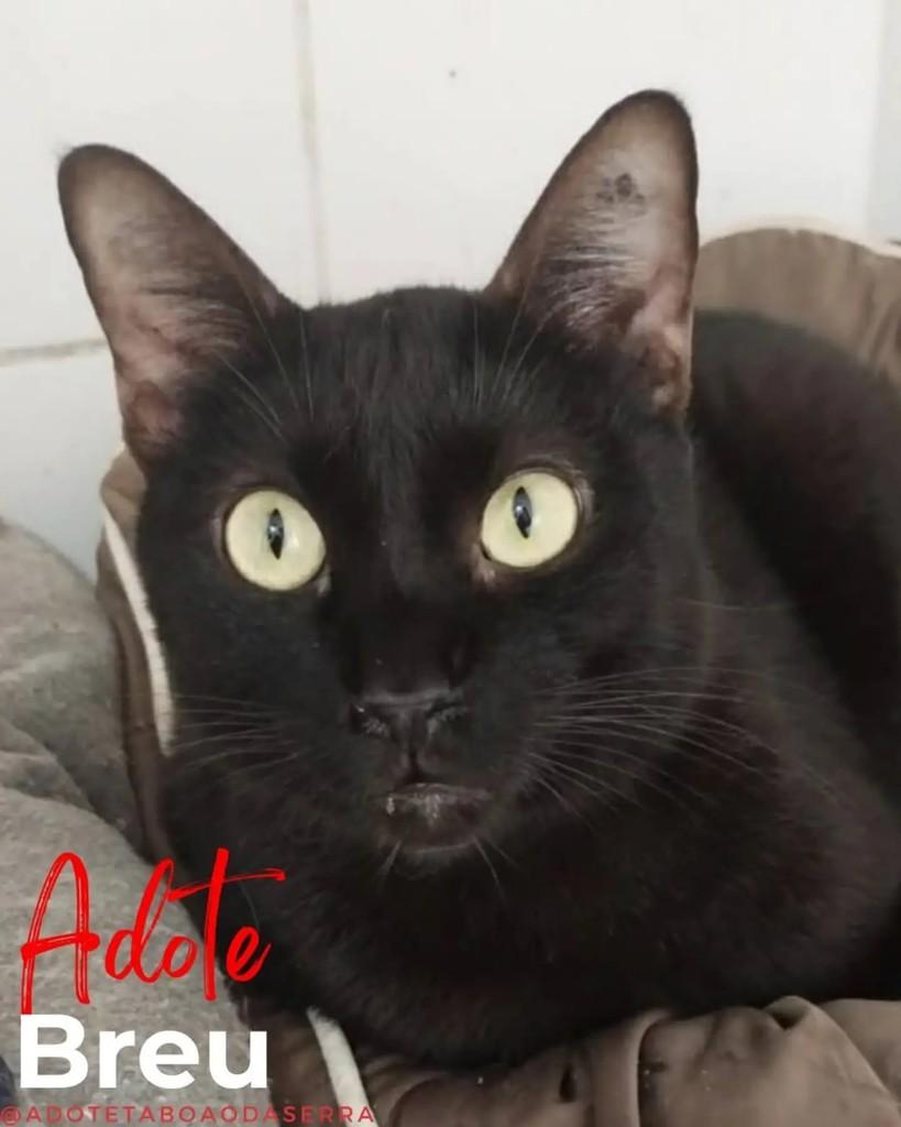 Breu, gato para adoção em Taboão da Serra - SP