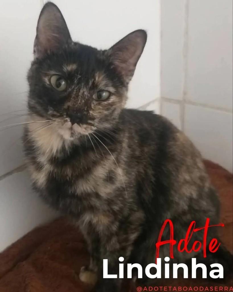 Lindinha, gata para adoção em Taboão da Serra - SP