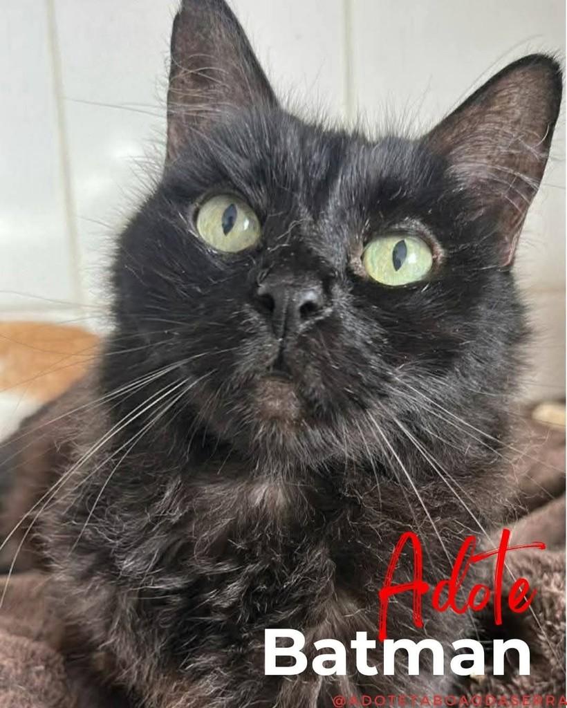 Batman, gato para adoção em Taboão da Serra - SP