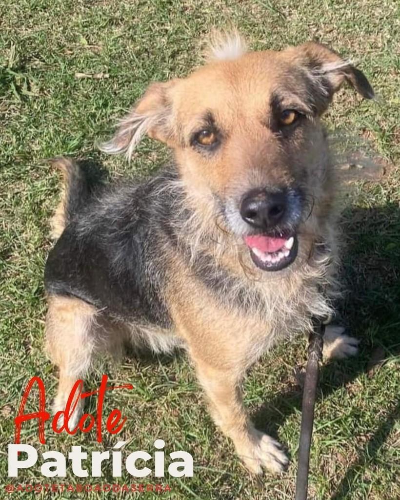 Patricia, cadela de porte médio para adoção em Taboão da Serra - SP