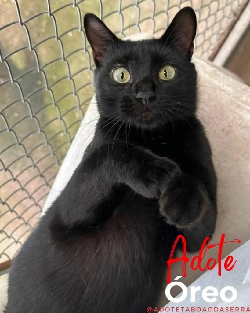 Óreo, gato de porte médio para adoção em Taboão da Serra - SP