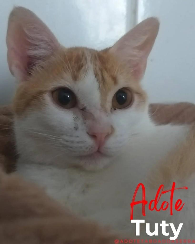 Tuty, gata de porte pequeno para adoção em Taboão da Serra - SP