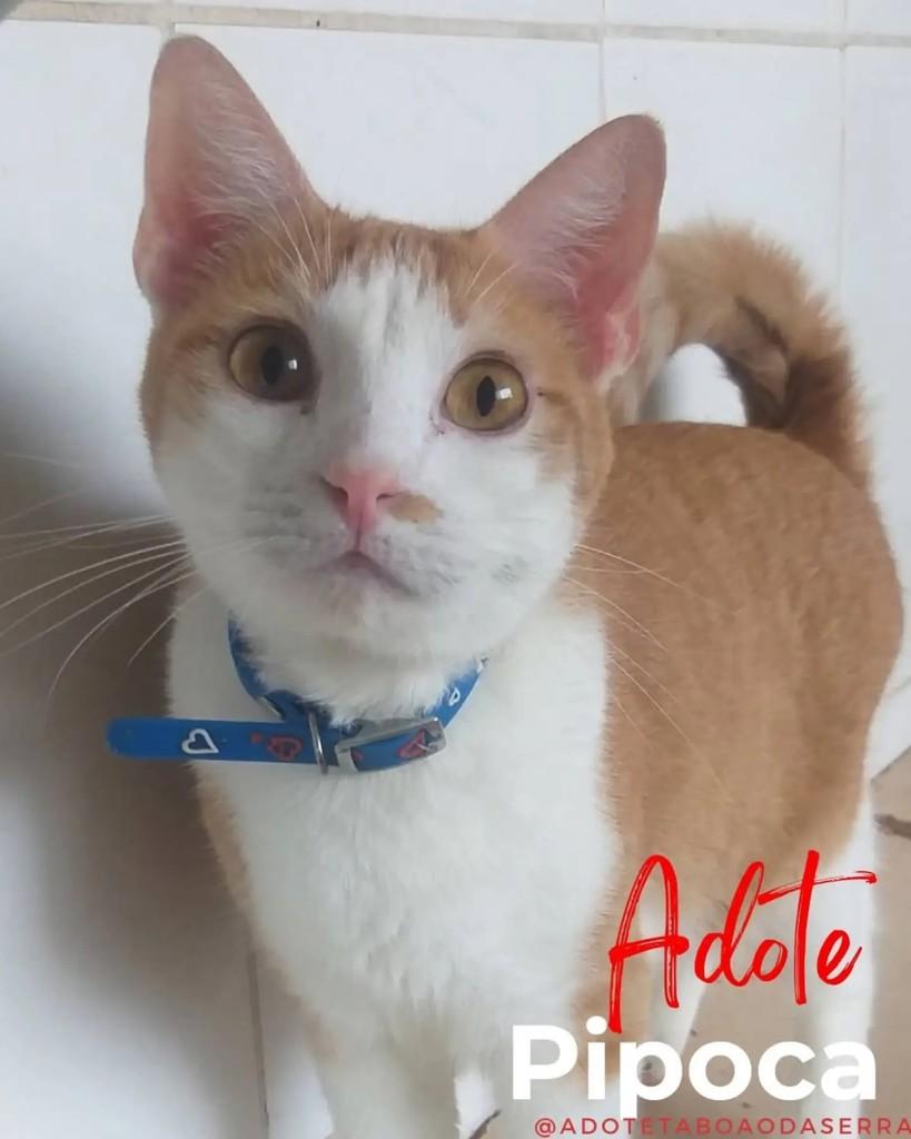 Pipoca, gato de porte pequeno para adoção em Taboão da Serra - SP
