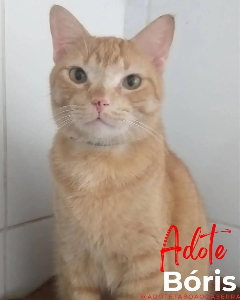 Bóris, gato para adoção em Taboão da Serra - SP