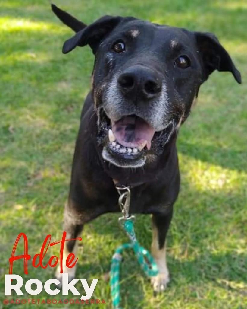 Rocky, cachorro de porte grande para adoção em Taboão da Serra - SP