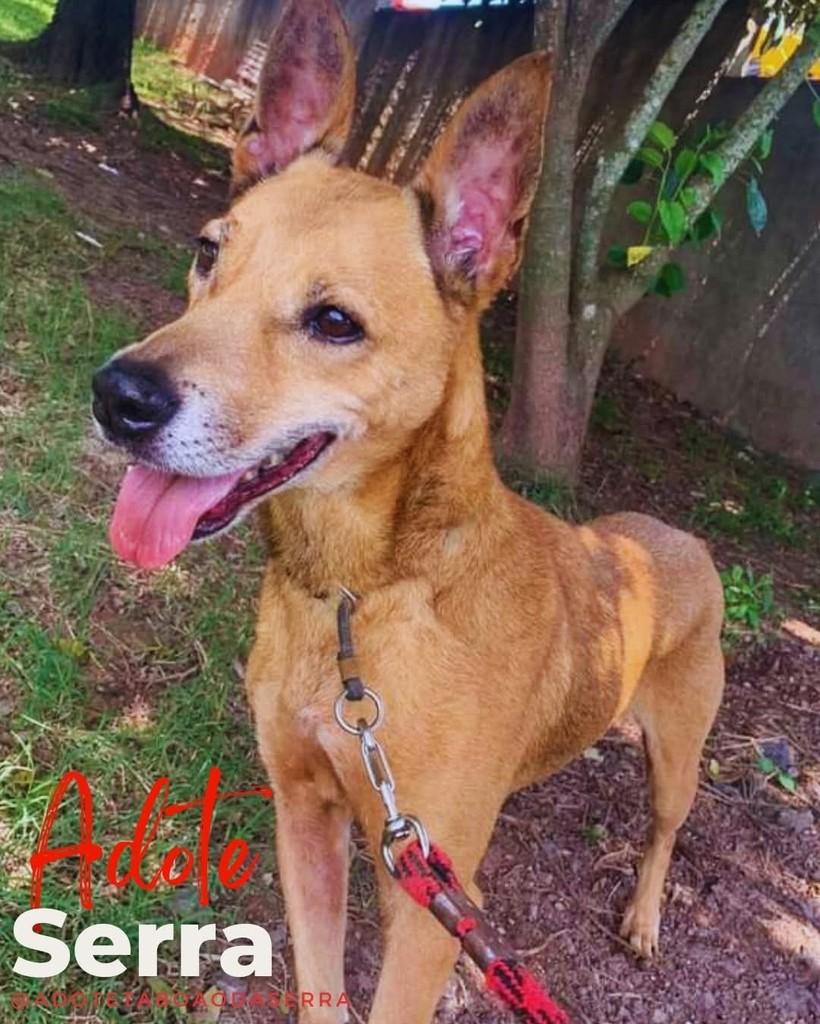 Serra, cachorro de porte médio para adoção em Serra - ES