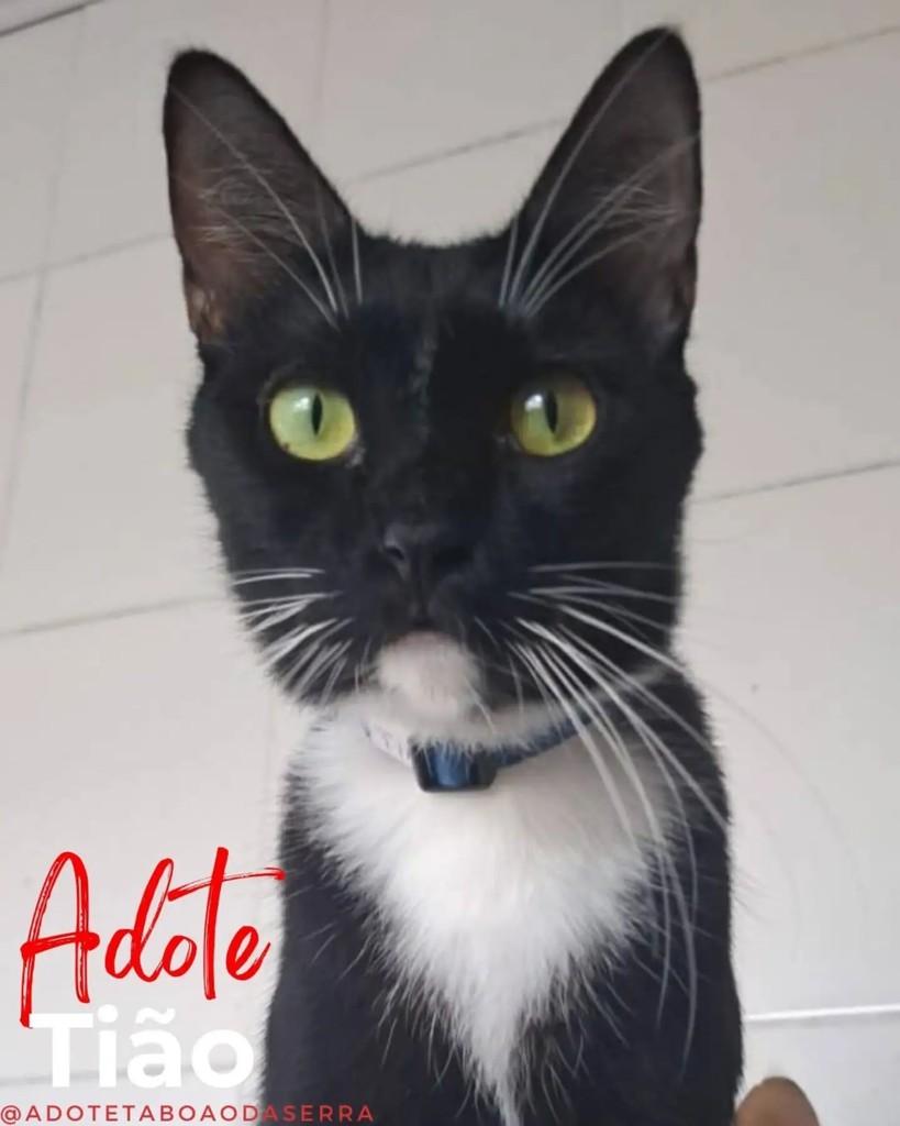 Tião, gato para adoção em Taboão da Serra - SP
