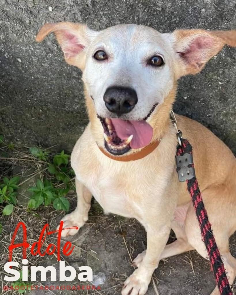 Simba, cachorro de porte médio para adoção em Taboão da Serra - SP