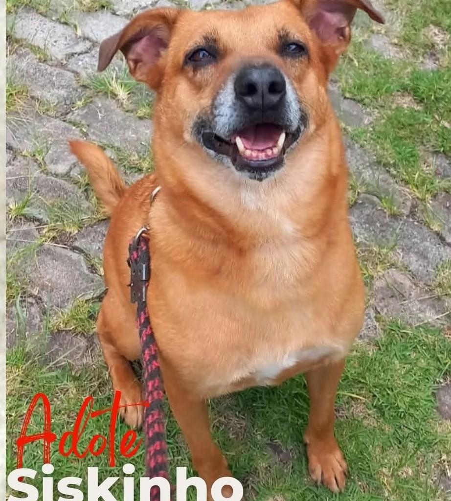 Siskinho, cachorro de porte médio para adoção em Taboão da Serra - SP