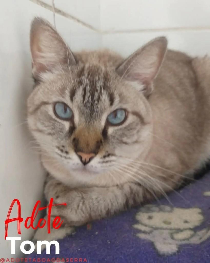 Tom, gato para adoção em Taboão da Serra - SP
