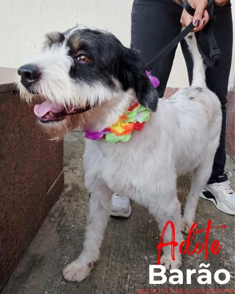 Barão, cachorro de porte médio para adoção em Taboão da Serra - SP