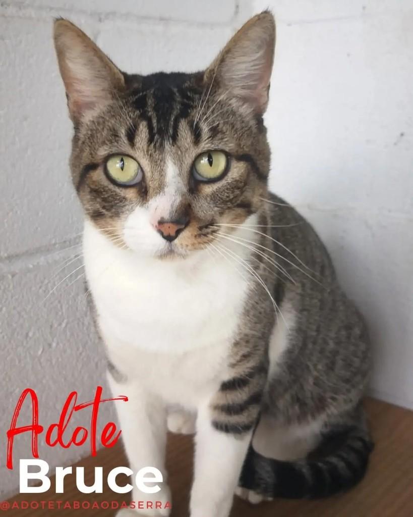 Bruce, gato para adoção em Taboão da Serra - SP