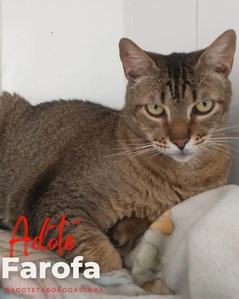 Farofa, gato para adoção em Taboão da Serra - SP