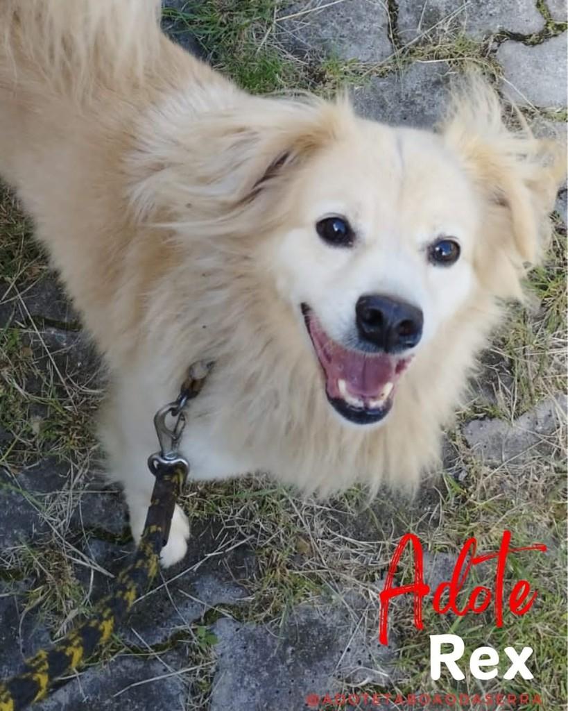 Rex, cachorro de porte médio para adoção em Taboão da Serra - SP