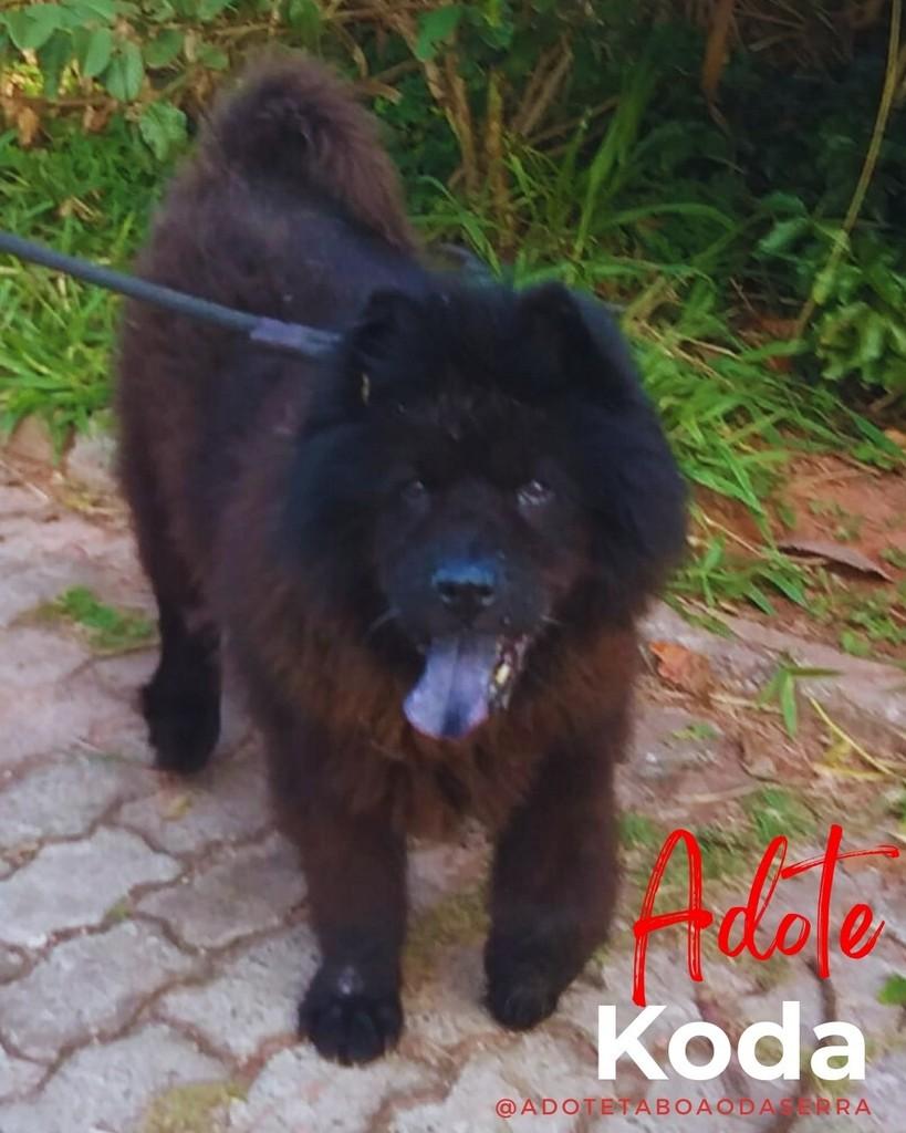 Koda, cachorro de porte grande para adoção em Taboão da Serra - SP