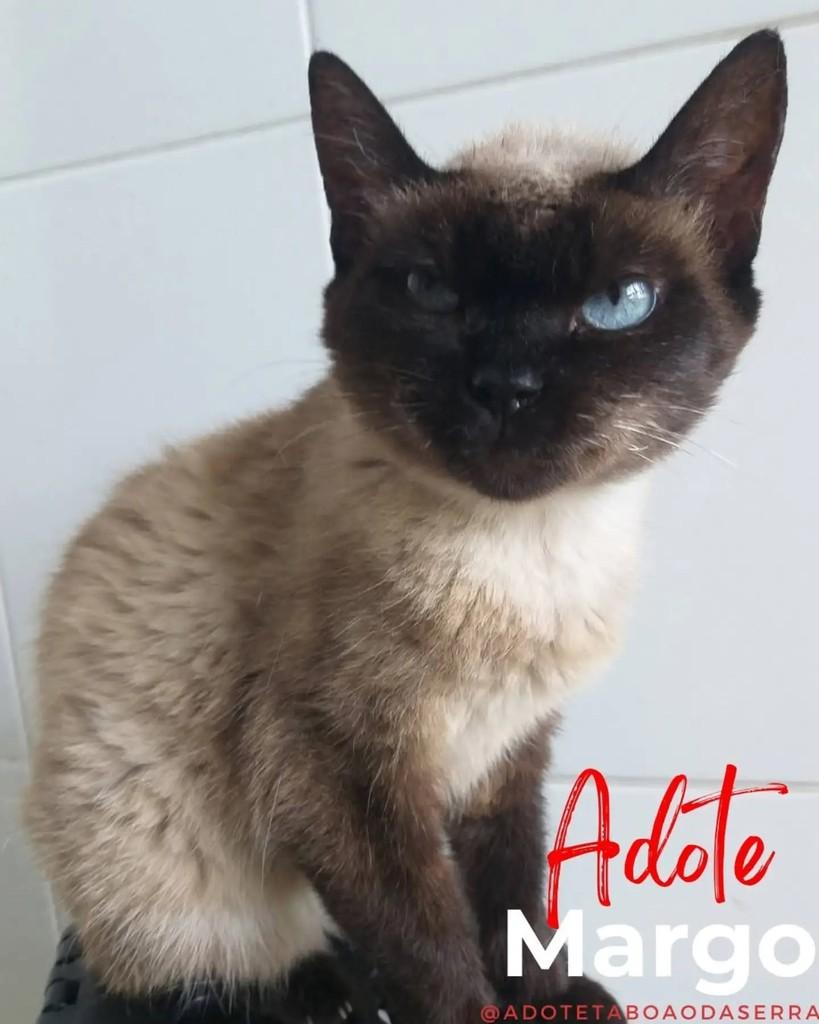 Margo, gata de porte pequeno para adoção em Taboão da Serra - SP