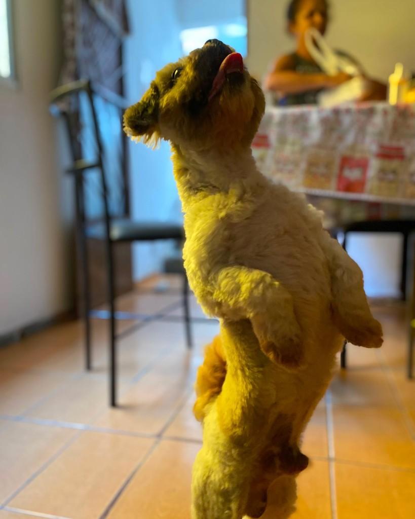 Glaus, cachorro de porte pequeno para adoção em Embu das Artes - SP