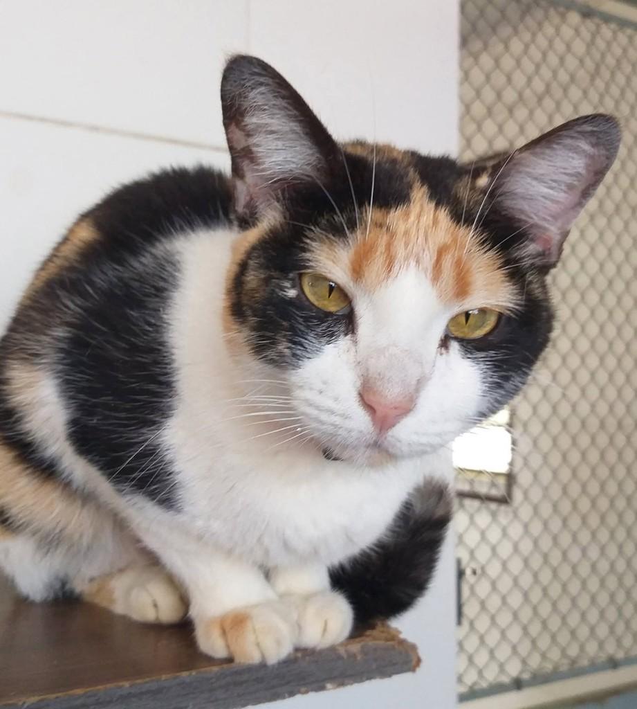 Mística, gata de porte pequeno para adoção em Taboão da Serra - SP