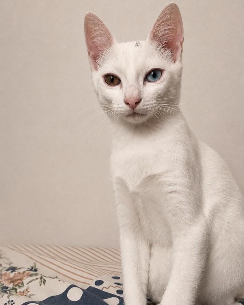 Nino, gato de porte pequeno para adoção em Taboão da Serra - SP