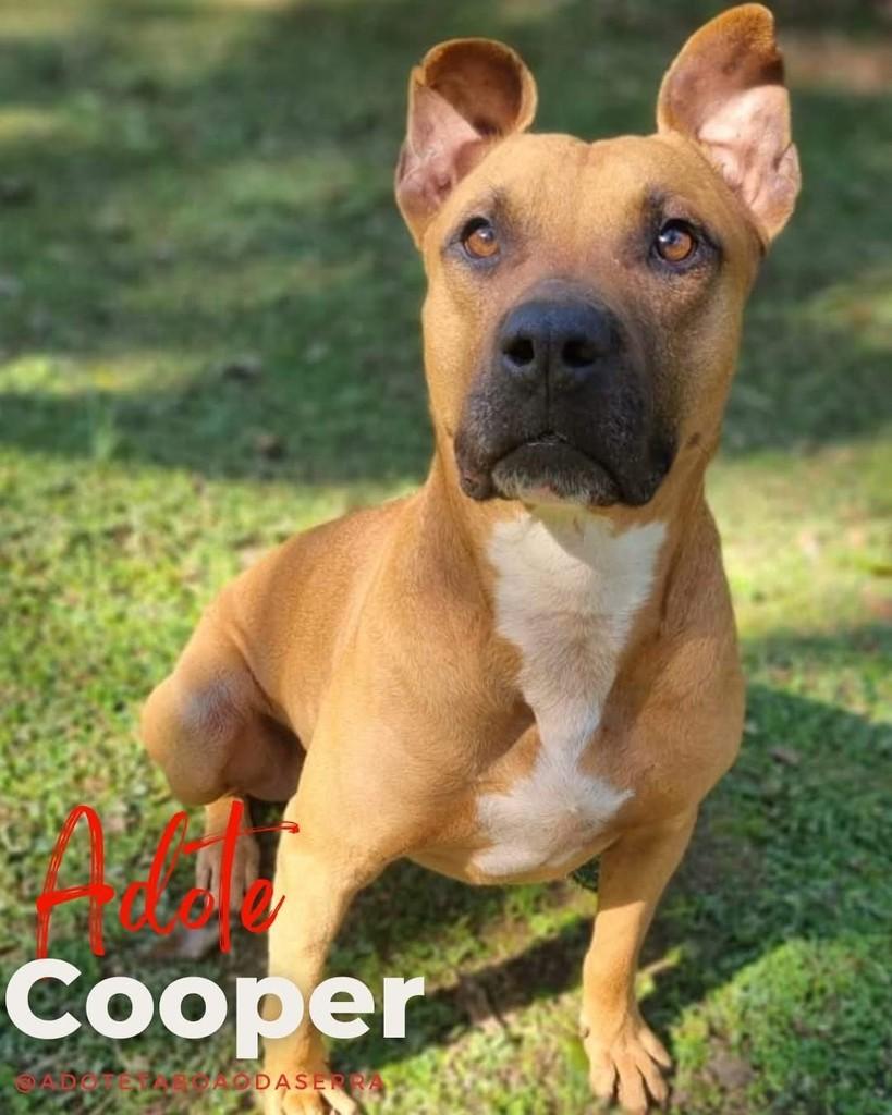 Cooper, cachorro de porte grande para adoção em Taboão da Serra - SP