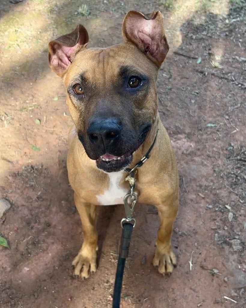 Cooper, cachorro de porte grande para adoção em Taboão da Serra - SP — foto 2 de 4