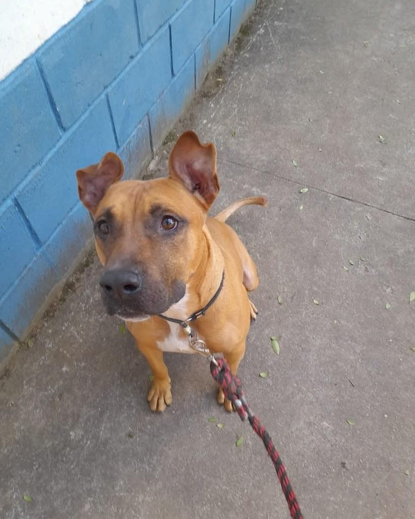 Cooper, cachorro de porte grande para adoção em Taboão da Serra - SP — foto 3 de 4