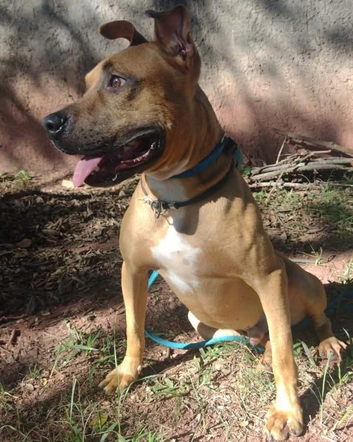 Cooper, cachorro de porte grande para adoção em Taboão da Serra - SP — foto 4 de 4