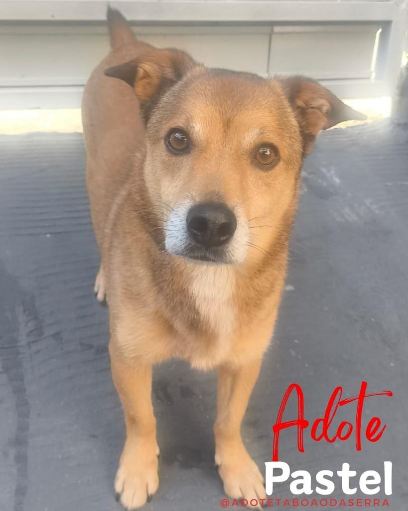 Pastel, cachorro de porte pequeno para adoção em Taboão da Serra - SP